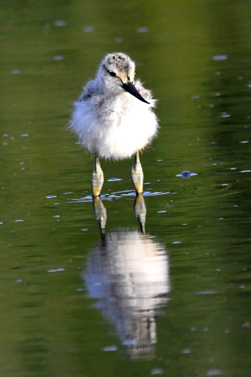 Avocette Elegante